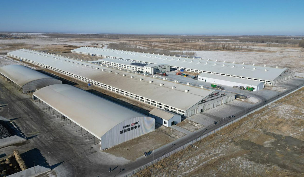 牧業(yè)廠(chǎng)房-黑龍江菊樂(lè )惠豐優(yōu)牧牧業(yè)廠(chǎng)房項目